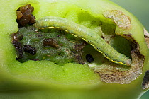 Bright-line Brown-eye / Tomato moth (Lacanobia oleracea) caterpillar inside plum tomato. Side of tomato has been cut away to show the feeding chamber the larva creates. Sussex, UK