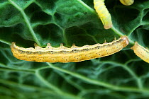 Cabbage Moth (Mamestra brassicae) caterpillar feeding on cabbage leaf, Sussex, UK