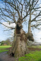 English Elm (Ulmus procera) one of the "Preston Twins". Largest known specimens of this species in the world. Girth of 6.8m and estimated to be over 400 years old. Preston Park, Brighton, UK. February...