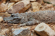 West African Dwarf Crocodile (Osteolaemus tetraspis) Captive