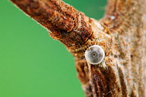 White-letter Hairstreak butterfly (Satyrium w-album) egg on Elm (Ulmus procera) twig, Sussex, UK, March