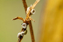 Chalkhill Blue butterfly (Polyommatus coridon) eggs on twig, Sussex, UK, March