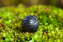Pill woodlouse (Armadillidium vulgare) curled in ball, Sussex, UK, March