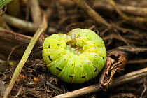 Cutworm / Large Yellow Underwing moth (Noctua pronuba) larva curled up in grass, Sussex, UK, April