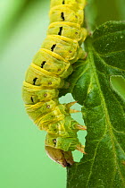 Cutworm / Large Yellow Underwing (Noctua pronuba) caterpillar feeding on Tomato plant (Solanum lycopersicum) Sussex, UK, April