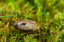 Slow-worm (Anguis fragilis) head portrait in the grass, Sussex, UK, April