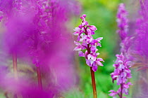 Early Purple Orchids (Orchis mascula) flowering,  Hollingbury Ring, Brighton, Sussex, UK, May