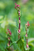 Common sorrel (Rumex acetosa) flowering. This is the larval foodplant of the Small Copper butterfly, Brighton, Sussex, UK, May