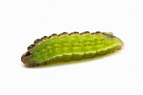 Silver-studded Blue butterfly (Plebejus argus) caterpillar, on white background, Sussex, UK, May