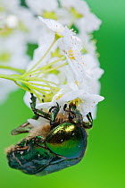 Rose chafer beetle (Cetonia aurata) feeding on flowers, Sussex, UK, June