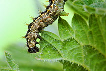Small Tortoiseshell butterfly (Aglais urticae) close up of caterpillar, feeding on nettle leaf, Sussex, UK, June