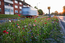 Wildflowers, including Poppies (Papaver) flowering, planted in central reservation / road verge, Brighton, Sussex, UK, June 2010