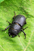 Lesser stag beetle (Dorcus parallelopipedus) on leaf, Sussex, UK, July