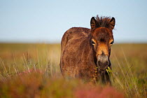 Exmoor Pony (Equus caballus) portrait, grazing on moorland, Dunkery and Horner Woods National Nature Reserve, Somerset, UK, August