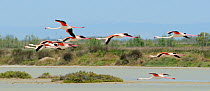 Small flock of Greater flamingos (Phoenicopterus ruber) flying low over a lagoon in Camargue. France, May.
