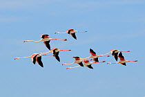 Small flock of Greater flamingos (Phoenicopterus ruber) flying overhead in formation against a blue sky. Camargue. France, May.
