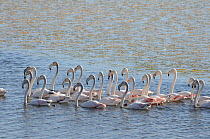 Flock of Greater Flamingos (Phoenicopterus ruber) on water,  deHoop Vlei, Ramsar Site, Western Cape, South Africa, August