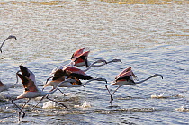 Flock of Greater Flamingos (Phoenicopterus ruber) taking off from lake, deHoop Vlei, Ramsar Site, Wesrtern Cape, South Africa, August