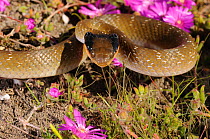 Red-lipped / Herald snake (Crotaphopeltis hotamboeia) head portrait, defensive display in flowers, deHoop Nature Reserve, Western Cape, South Africa, August