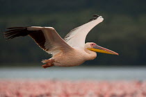 Great / Eastern White Pelican (Pelecanus onocrotalus) in flight, Lake Nakuru National Park, Kenya