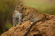 Leopards (Panthera pardus)  on termite mound in the Samburu Game Reserve, Kenya