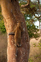 Leopard (Panthera pardus) climbing tree in Upper Mara, Masai Mara Game Reserve, Kenya, East Africa