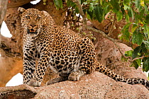 Leopard (Panthera pardus) portrait, sitting in tree in Upper Mara, Masai Mara Game Reserve, Kenya, East Africa