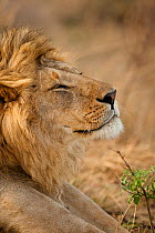 African Lion (Panthera leo) head portrait of male, in the grasses of Lower Mara in the Masai Mara Game Reserve, Kenya