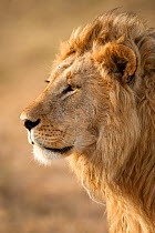 African Lion (Panthera leo) head portrait of male, in the grasses of Lower Mara in the Masai Mara Game Reserve, Kenya