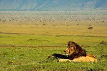 African Lion (Panthera leo) male lying in grassland of Mara Triangle, Masai Mara Game Reserve, Kenya