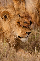 African Lions (Panthera leo)  two juvenile males greeting, Masai Mara Game Reserve, Kenya