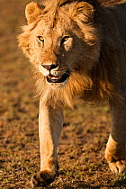 African Lion (Panthera leo) juvenile male running, Masai Mara Game Reserve, Kenya