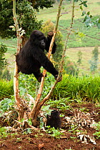 Mountain Gorilla (Gorilla beringei beringei) mother and baby climbing tree, Group 13. Volcanoes National Park, Rwanda, East Africa