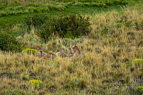 Pumas (Felis concolor) feeding on kill, camouflaged in tall grassland,Torres del Paine, Chile, South America