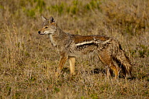 Side-striped Jackal (Canis adustus) standing in grassland, Kopjes, Serengeti National Park, Tanzania