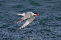 Common Tern (Sterna hirundo) flying low over sea with fish prey, Cemlyn Bay, Anglesey, North Wales, UK, July 2010