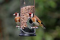 Goldfinches (Carduelis carduelis) feeding on Sunflower seed kernels in feeder in garden, Cheshire, England, UK, April 2010