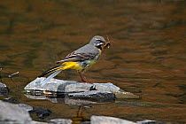 Male Grey Wagtail (Motacilla cinerea) with insect prey for chicks in beak, perched on stone in stream, North Wales, UK, May 2010