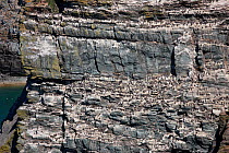 Colony of Guillemots (Uria aalge) on breeding ledges of cliff face, South Stack RSPB reserve, Anglesey, North Wales, UK, June 2010
