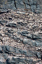 Guillemots (Uria aalge) on breeding ledges of cliff face, South Stack RSPB reserve, Anglesey, North Wales, UK, June 2010