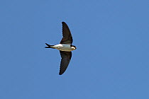 House Martin (Delichon urbicum) in flight with crop and beak full with insects, Cheshire, England, UK, June 2010