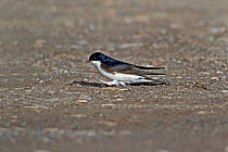 House Martin (Delichon urbicum) on ground gathering mud for nest building, North Wales, UK, May 2010