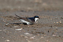 House Martin (Delichon urbicum) on ground gathering mud for nest building, North Wales, UK, May 2010