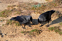 Pair of Jackdaws (Corvus monedula) collecting mud for nest building, North Wales, UK, May 2010