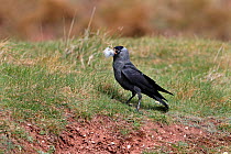 Jackdaws (Corvus monedula) collecting wool for nest material, North Wales, UK, April 2010