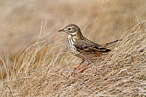 Meadow Pipit (Anthus pratensis) on grassy moorland, Denbigh Moors, North Wales, UK, April 2010