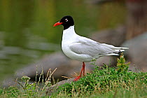 Mediterranean Gull (Ichthyaetus melanocephalus) adult  in second summer plumage, Anglesey, North Wales, UK, July 2010