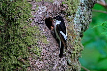 Male Pied Flycatcher (Ficedula hypoleuca) at nest hole in Beech tree (Fagus sp.) with insect prey, North Wales, UK, June 2010