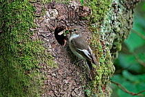 Female Pied Flycatcher (Ficedula hypoleuca) at nest hole in Beech tree (Fagus sp.) with insect prey, North Wales, UK, June 2010
