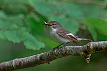 Female Pied Flycatcher (Ficedula hypoleuca) with insect prey  for chicks, in woodland, North Wales, UK, June 2010